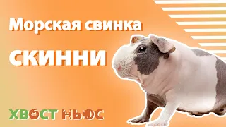 Морская свинка скинни