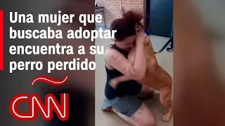 Buscaba adoptar un perro, pero encontró al que perdió hace 2 años: mira su reencuentro