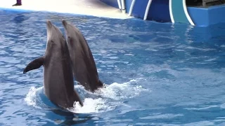 Dolphin Days at SeaWorld San Diego 5-14-16