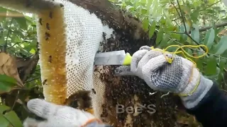 Wild honey harvesting | Super Big Golden Beehive Nearly 20Kg