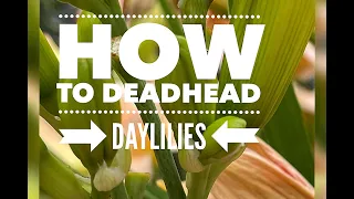 How to Deadhead Daylilies