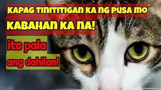 Bakit Ka Tinititigan ng Pusa Mo Nang Walang Dahilan? Nakakagulat Pala Kung Bakit!