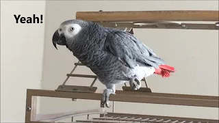 Clear Talking Parrot (Macy the African Grey)