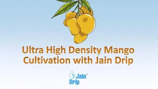 Ultra High Density Mango Cultivation with Jain Drip