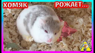 СЮРПРИЗ от хомки Милки / Хомячиха рожает / Хомячата кэмпбелла / Alisa Easy Pets