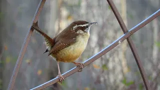 Back Yard Wildlife, December - February