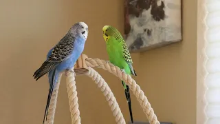 Kiwi and Pixel enjoy playing on their cages and speaking birdish to each other!