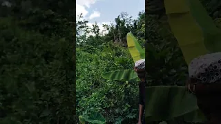 HARVESTING COCOYAMS WITH GRANNY, SHE IS ALMOST 70 AND STILL VERY YOUNG.