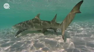 Как учёные изучают размножение акул — надотряд Селахии (Selachomorpha) на Сейшельских островах ?