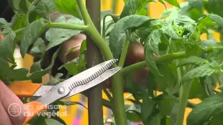 Comment entretenir et tailler vos tomates ?