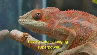 Chameleons: Masters of Disguise in the Wild