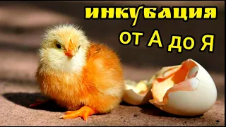 Инкубация куриных яиц от А до Я