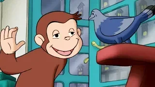 Georges le Petit Singe 🐵L'arbre à Pigeons 🐵Saison 1 Extrait Vidéo 🐵Dessins Animés