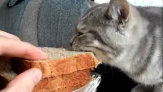 Кот ест хлеб без колбасы