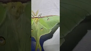 Midwest moths!