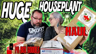 Unboxing House Plants (Anthurium & Philodendron) From Ecugenera & Some Plant Mail