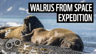 Walrus from Space – An Arctic Expedition by WWF & British Antarctic Survey | WWF