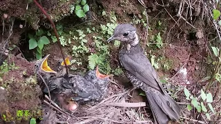 The cuckoo didn't eat the worm and attacked the bird's mother鸟妈妈带回大虫子，杜鹃鸟一把抢走，结果没得到，怒啄鸟妈妈