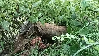 process the Komodo dragon swallows the goat