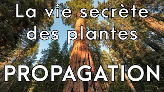 La vie secrète des plantes 1/3 : Propagation