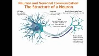 Exploring Psych Ch 2 Biology of behavior