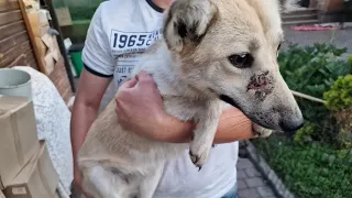 В одной деревне голодают собаки | Щенку пробили нос | едем спасать |rescue of hungry dogs