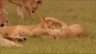 Extreme Fierce Battle Fights Lion vs Elephant Who Saved Her Baby || Wild Animals Attack