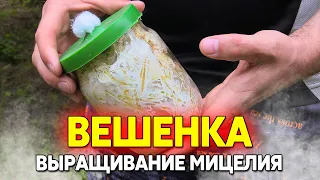 Экспериментальное выращивание мицелия вешенки дубовой в домашних условиях ч.2