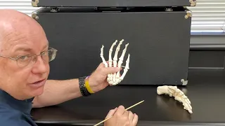 Professor Long Lab 2.6 Bones of the Hands and Feet