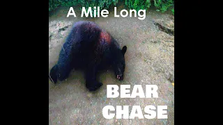 A Mile Long Bear Chase: TheHunter: Call of the Wild