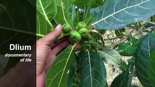 Awar awar (Ficus septica) - part 1