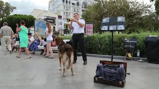 В Ялте вместе выступают собака и трубач