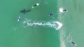 Caught on camera: Surfers have close encounter with a massive Great White Shark