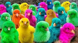 World Cute Chickens,Colorful Chickens, Rainbow Chickens,Cute Ducks, Rabbits, and Cute Animals 🐔🐤🐣