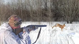 Охота на зайца. РАСПУТАЛ ДВУХ ЗАЙЦЕВ! Тропление зайца зимой по снегу.