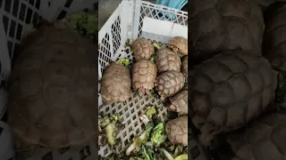 Turtles love salads