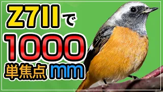 【野鳥撮影】Nikon Z7IIで1050mm!AF-S NIKKOR 500mm f/5.6E PF ED VR+TC-14E III 早戸川林道で冬の野鳥を狙う！野鳥写真 バードウォッチング