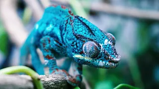 Master of Disguise: The Fascinating World of Chameleons