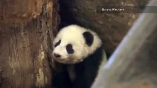 В австралийском зоопарке впервые публике показали  детенышей панды