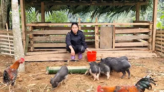 Finishing the Wood Barn for Pigs in the Forest - Dang Thi Mui
