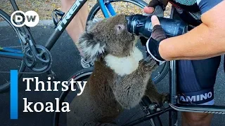 Thirsty koala approaches cyclists for a drink of water | DW News