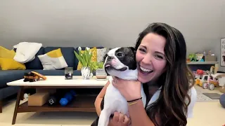 Reunited nearly 300 days after her Boston Terrier went missing