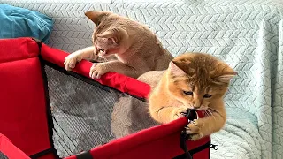 Барханная кошка и сингапура играют с новым креслом енота / Рыси Ханна и Умка встречаются с Мартином