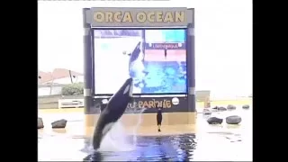 Loro Parque-Orca Show