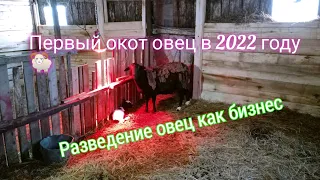 Как ухаживать за ягнятами? | Sheep Farming