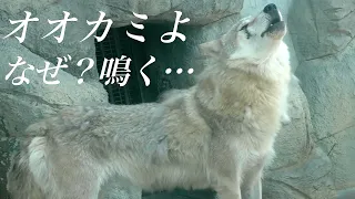 【狼の遠吠え】心に響くオオカミの鳴き声【Howling wolf】