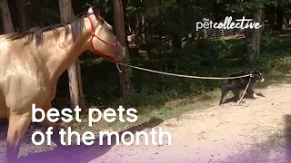 Best Pets Of The Month  | The Pet Collective