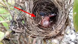 a very hungry chick somersaults waiting for its mother to bring food