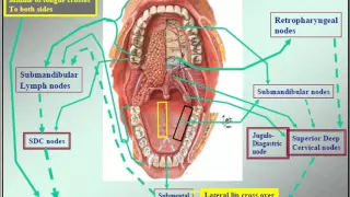 Clinical Examination of the Lymph Nodes of Head and Neck