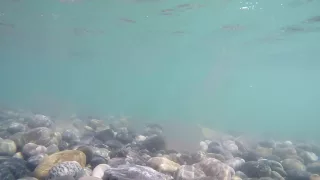 Медузы Черное море